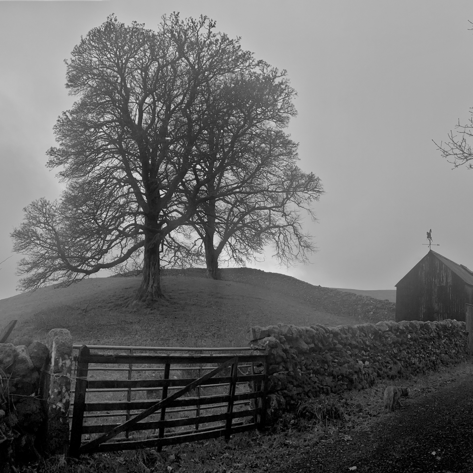 Two tree on a hill merge into one. There is a wide gate and a stone wall in the foreground, an old barn with a rooster weather vein to the right.